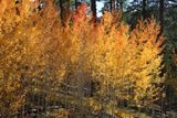 0054-3B9A5164-Beautiful Aspen Trees in the Fall.jpg