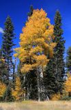 0098-3B9A1443-Aspens in Fall on the North Rim, Grand Canyon-.jpg