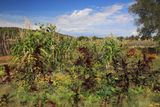 014-3B9A1808-The Garden at Pipe Spring National Monument.jpg
