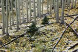 0042-3B9A6408-Fresh Snow & Aspen Leaves.jpg
