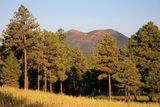 0048-3B9A5130-Sunset Crater & Ponderosa Pine Trees near Flagstaff.jpg
