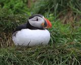 01-3B9A0645-Nesting Atlantic Puffin in Iceland.jpg