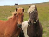03-3B9A1444-Wild Icelandic Horses.jpg
