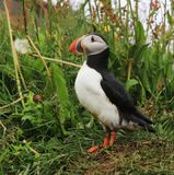 05-3B9A0606-Atlantic Puffin at Borgarfjordur Eystri-Puffin Capital of Iceland.jpg