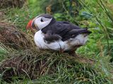010-3B9A0630-Nesting Atlantic Puffin in Iceland.jpg