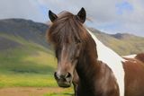 012-3B9A9353-Magnificent Icelandic Horse.jpg