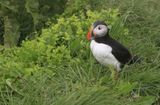 013-3B9A0753-Atlantic Puffin in Iceland.jpg