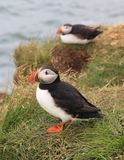 023-3B9A0758-Atlantic Puffins in Iceland.jpg