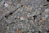 031-3B9A0497-Multi-colored Lichens on Icelandic Sandstones.jpg