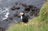 035-3B9A1667-An Atlantic Puffin Nesting on the Latrabjarg Cliffs in the Westfiords of Iceland.jpg