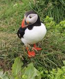 037-3B9A0762-Atlantic Puffin in Iceland.jpg