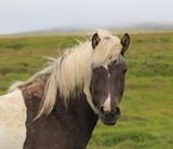 038-3B9A1452-Wild Icelandic Horse.jpg