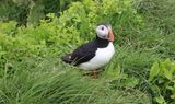 046-3B9A0771-Atlantic Puffin in Iceland.jpg