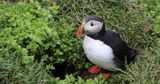 050-3B9A0792-Nesting Atlantic Puffin in Iceland.jpg