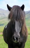 053-3B9A9302-Beautiful Icelandic Horse living the Good Life in Green Pastures.jpg