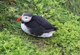054-3B9A0827-Atlantic Puffin in Iceland.jpg