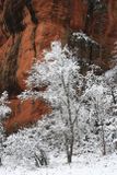 015-3B9A7491-West Fork Trail Winter Views, Sedona.jpg