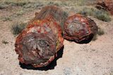 0083-3B9A7953-Petrified Wood.jpg