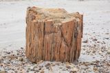 0090-3B9A8580-Petrified Wood.jpg
