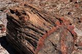 00102-3B9A7979-Impressive Section of Petrified Wood.jpg