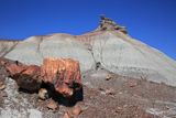 00127-3B9A1190-Petrified Wood in the Jasper Forest.jpg