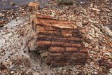 00131-3B9A0480-Petrified Wood.jpg