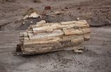 00140-3B9A0506-Petrified Wood.jpg