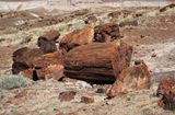 00149-3B9A8800-Petrified Wood along the Long Logs Trail.jpg