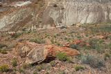 00167-3B9A1230-Petrified Wood.jpg