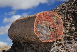 00176-3B9A7384-The Glory of Petrified Wood.jpg