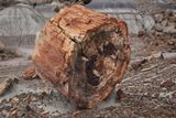00184-3B9A0621-Petrified Wood.jpg
