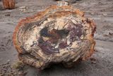 00197-3B9A0645-The Beauty of Petrified Wood.jpg