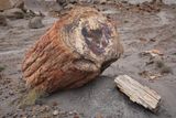 00203-3B9A0647-Incredible Example of Petrified Wood.jpg