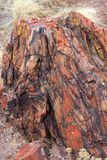 00205-IMG_0333-Petrified Wood.jpg