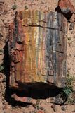 00210-3B9A8632-Petrified Wood along the Giant Logs Trail.jpg