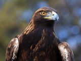 01-3B9A3695-Golden Eagle.jpg