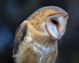 02-3B9A4139-Barn Owl.jpg
