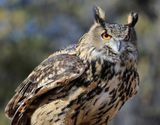 03-3B9A5303-Great Horned Owl.jpg