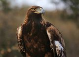 012-3B9A3667-Golden Eagle.jpg