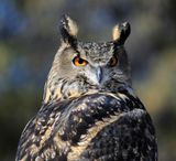 019-3B9A5351-Great Horned Owl.jpg
