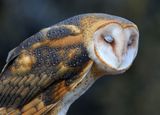 020-3B9A4262-Barn Owl.jpg