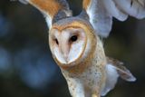 024-3B9A4083-Barn Owl.jpg