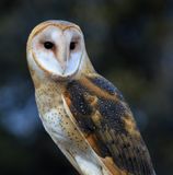 025-3B9A4221-Barn Owl.jpg