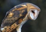 028-3B9A4270-Barn Owl.jpg