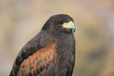 029-3B9A4561-Harris Hawk.jpg