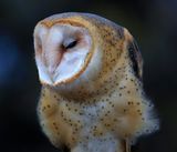 030-3B9A4040-Barn Owl.jpg