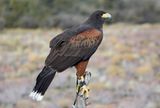 031-3B9A4369-Harris Hawk.jpg