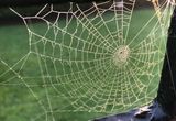 Bejewelled spider web