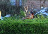 #7&8 a twofer - Red and Gold