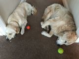 Animals - after walk rest for Daisy and Hamish